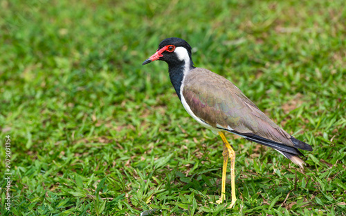 Rotlappenkiebitz (Red-wattled Lapwing, Vanellus indicus lankae)