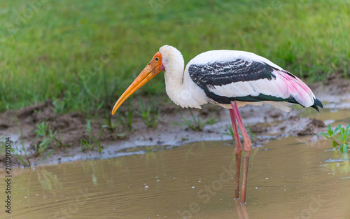 Buntstorch (Mycteria leucocephala) im yala Nationalpark Sri Lanka