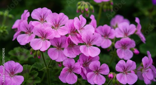 A close-up view of vibrant pink geranium flowers in full bloom
