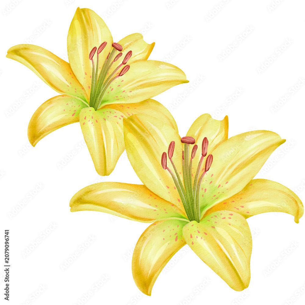Obraz premium Watercolor Illustration of Yellow Lily Flowers