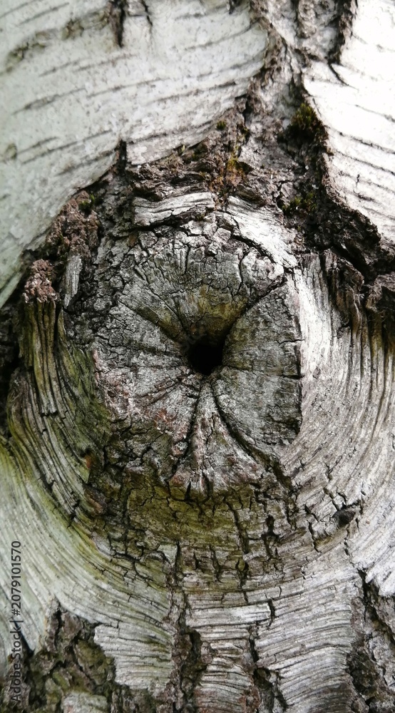 Fototapeta premium Weathered tree bark with natural knot hole close up texture background photo
