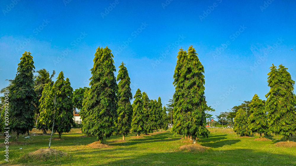 Fototapeta premium trees in the park