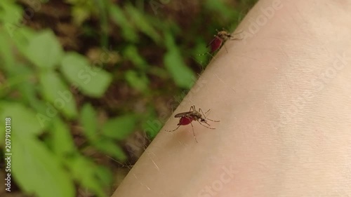 Aedes mosquito trying to suck blood. malareia fever. chikungunya fever. mosquito, insects, mosquitos, insect, summer, heat, nature