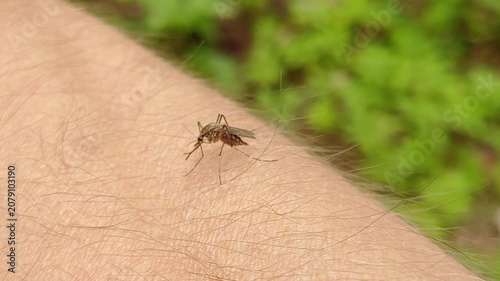 Aedes mosquito trying to suck blood. malareia fever. chikungunya fever. mosquito, insects, mosquitos, insect, summer, heat, nature