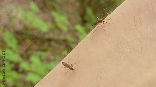 Aedes mosquito trying to suck blood. malareia fever. chikungunya fever. mosquito, insects, mosquitos, insect, summer, heat, nature