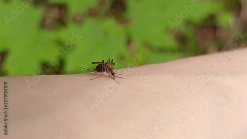 Aedes mosquito trying to suck blood. malareia fever. chikungunya fever. mosquito, insects, mosquitos, insect, summer, heat, nature