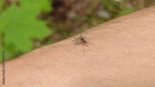 Aedes mosquito trying to suck blood. malareia fever. chikungunya fever. mosquito, insects, mosquitos, insect, summer, heat, nature