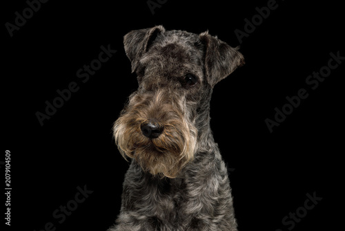 Lakeland Terrier dog with friendly expression, looking at camera, studio portrait on black background