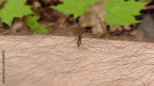 Aedes mosquito trying to suck blood. malareia fever. chikungunya fever. mosquito, insects, mosquitos, insect, summer, heat, nature