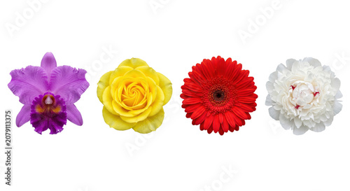 Tableau sur toile Beautiful colorful blooming flower heads set on transparent background