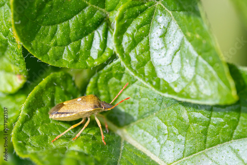 Stink bug resting on green leaf outdoors