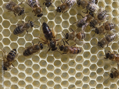 The Queen Bee lays her eggs in the honeycomb. Queen Bee is always surrounded by working bees – her servant.