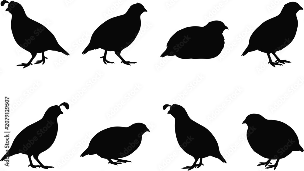 Fototapeta premium Set of Eight Black Quail Silhouettes Isolated on White Background for Wildlife, Nature, and Ornithology Vector Design