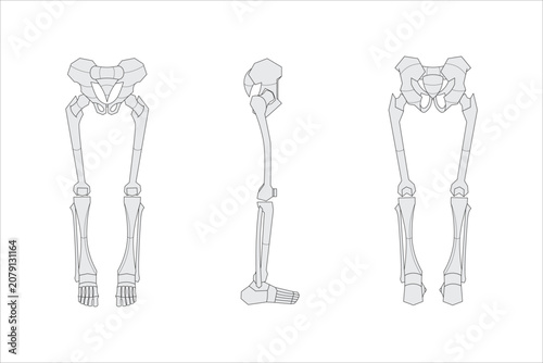 Leg bone in various angles