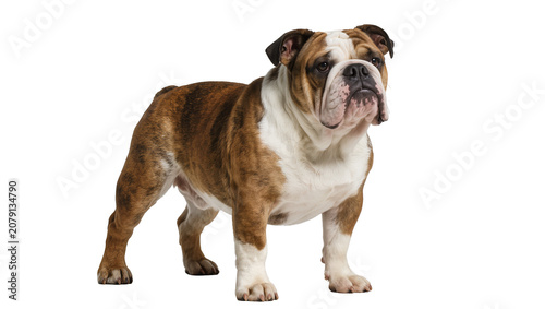 Foto Isolated full length portrait of a purebred brindle and white English bulldog st