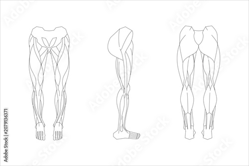 Leg muscles form with skin attached