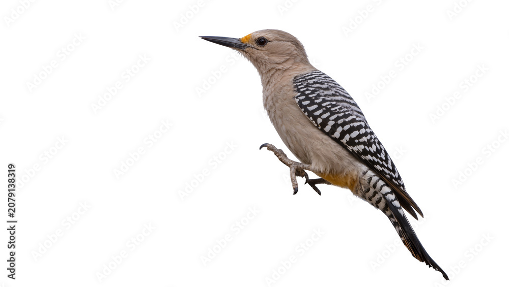 Fototapeta premium Isolated Gila Woodpecker in profile, showing its unique patterned plumage and striking features