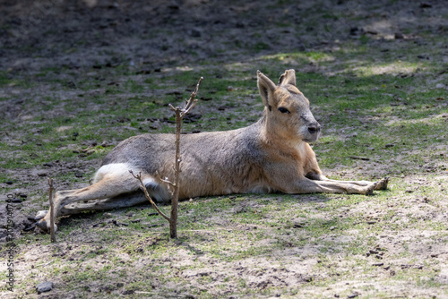 Tableau sur toile Close-up portrait of an adult Patagonian mara cavy sitting on the grass in the shade