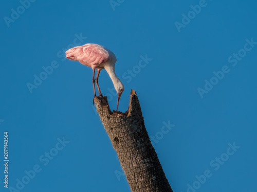 Konstfotografi Roseate spoonbill foraging on tree