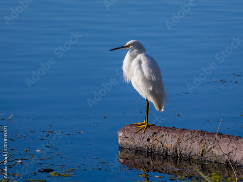 фотографія Snowy egret on a log in the lake