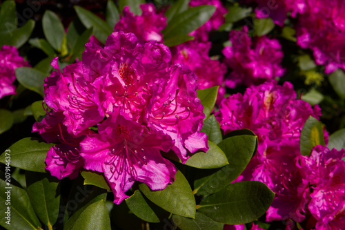 Vibrant magenta pink Rhododendron (Rhododendron) blooming in a spring garden. Beautiful bright floral close-up nature background with green leaves.