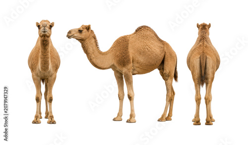 Three views of a dromedary camel isolated on a white background, featuring front, side, and rear standing poses. Full body desert mammal with a single hump, clean studio cutout, ideal for wildlife