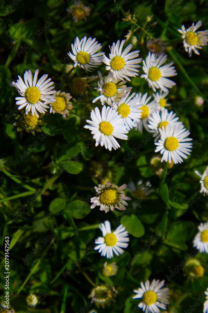Fototapeta premium Fresh spring common daisies (Bellis perennis) blooming in sunlit green grass, macro close-up view of a vibrant meadow.
