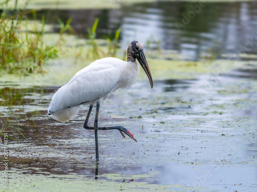 Εκτύπωση καμβά Wood stork standing in the marshes