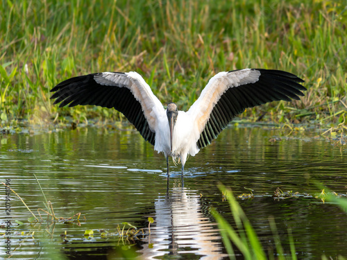 Canvas Print Wood stork spreading wings in the marshes