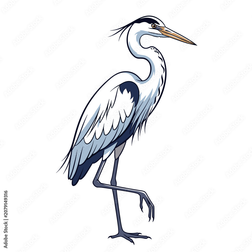 Fototapeta premium Great Blue Heron Walking Side Profile Drawing