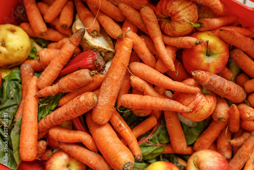 Photography Abundant harvest of healthy organic carrots apples and greens piled together