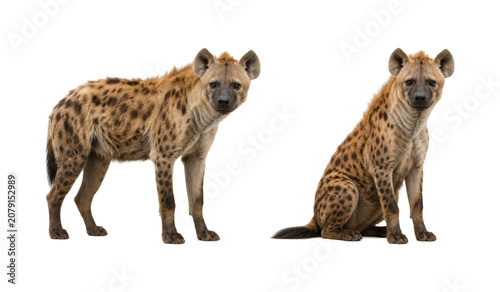 Spotted hyena in standing and sitting poses isolated on a white background, showcasing full body views with natural fur patterns, alert expression, and African wildlife characteristics.