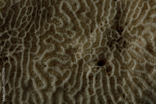 Detailed macro view of a na...