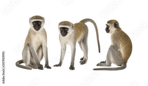 Three vervet monkeys shown in three different poses including front sitting, standing, and side sitting, isolated on a white background. Full body African primates with natural fur details