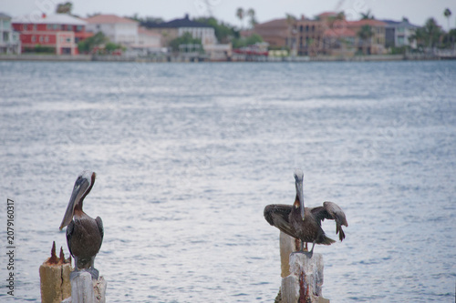 Photography Two brown pelicans rest on weathered wooden pilings above calm coastal water