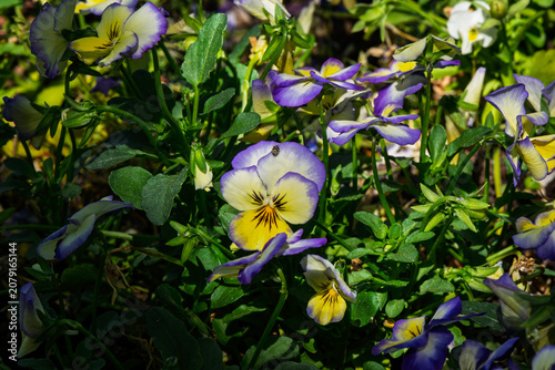 one of the many plants in bloom that can be viewed at the Albuquerque Botanical Gardens in New Mexico