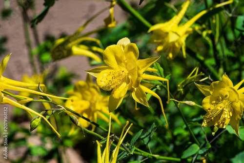 one of the many plants in bloom that can be viewed at the Albuquerque Botanical Gardens in New Mexico