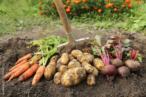 Autumn harvest of organic root vegetables in garden close up. Freshly harvested carrot, beetroot and potato. Bio and eco farming cultivation