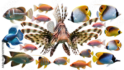 Foto Isolated vibrant collection of tropical saltwater and popular freshwater aquariu