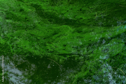 Φωτογραφία High angle view of green algae texture on a pond surface