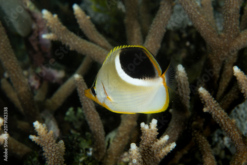 Canvastavla Saddle butterflyfish (Chaetodon) above staghorn coral reef in Raja Ampat Indones