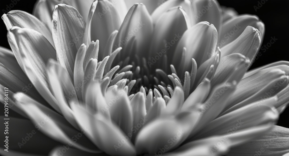 Fototapeta premium Monochrome floral fine art photography with delicate petal details