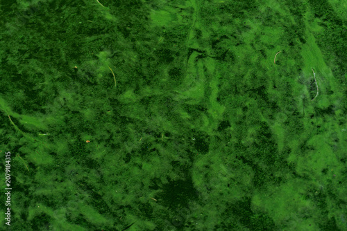 Tableau sur toile High angle view of thick green algae texture on water.