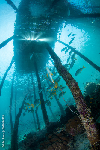 фотографія Underwater view beneath wooden jetty with sun rays and colorful fish schools in