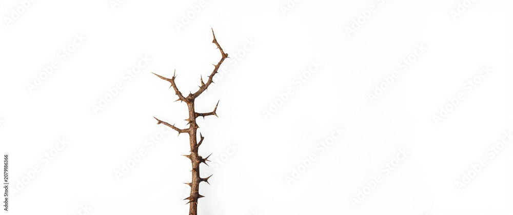 Fototapeta premium white grainy background featuring an isolated thorny branch and copy space