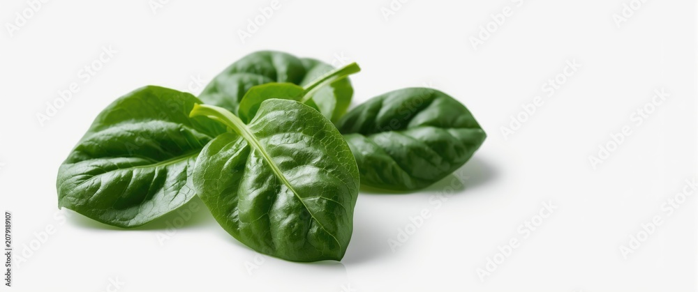 Fototapeta premium Three vibrant spinach leaves isolated on a clean white surface with copy space