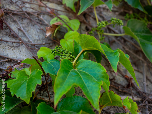 Close-up of Boston Ivy leaves climbing a stone wall