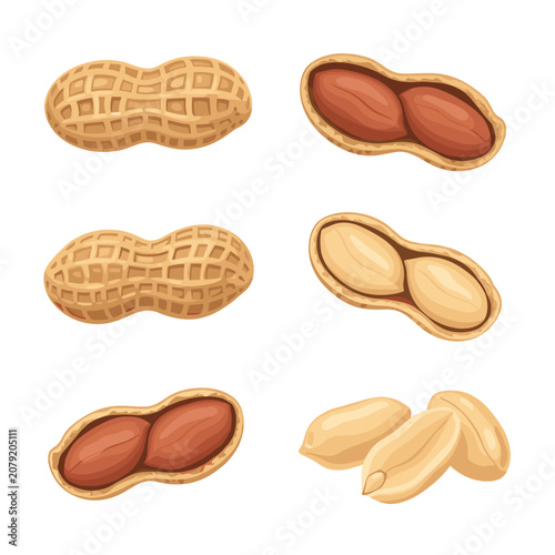 Set of Various Peanut Shells and Kernels