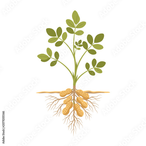 Peanut Plant Growth Stages showing Roots