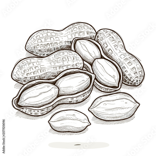 Hand Drawn Ink Illustration of Pile of Peanuts
